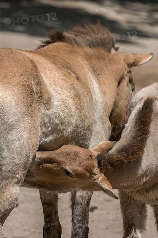Young Przewalski's wild horse (Equus ferus przewalskii) suckling on its mother, Nuremberg Zoo, Middle Franconia, Bavaria, Germany, Europe