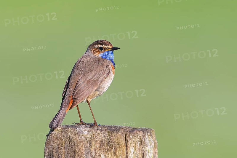 White-starred bluethroat (Luscinia svecica cyanecula), male, sitting on wooden fence post, songbird, wildlife, Ochsenmoor, Naturpark Duemmer See, Huede, Lower Saxony, Germany, Europe