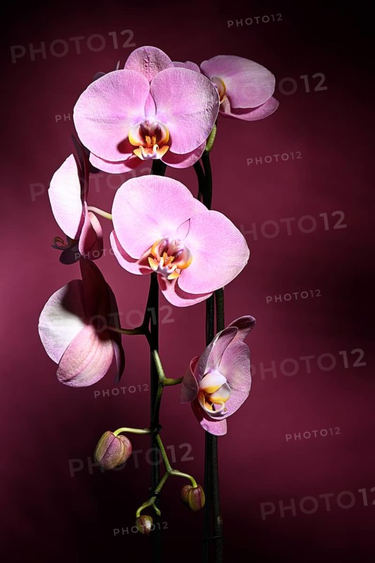 Pink orchid (Phalaenopsis) on dark purple background