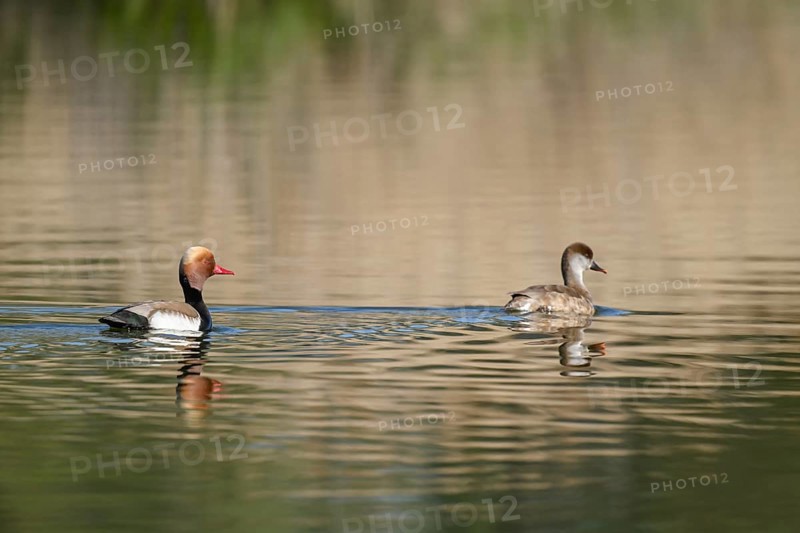 Red-crested pochard (Netta rufina), male and female swimming on a pond, Thuringia, Germany, Europe