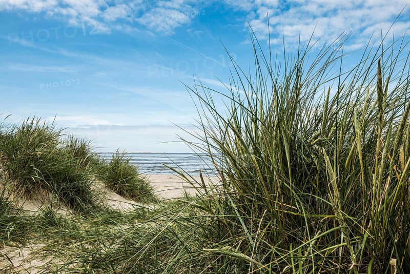 Marram grass (Ammophila arenaria) on dune and beach, Wadden Sea, Schillig, Wangerland, East Frisia, Lower Saxony, Germany, Europe