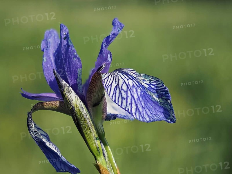 Siberian iris (Iris sibirica), close-up with focus stacking, near Irdning, Ennstal, Styria, Austria, Europe