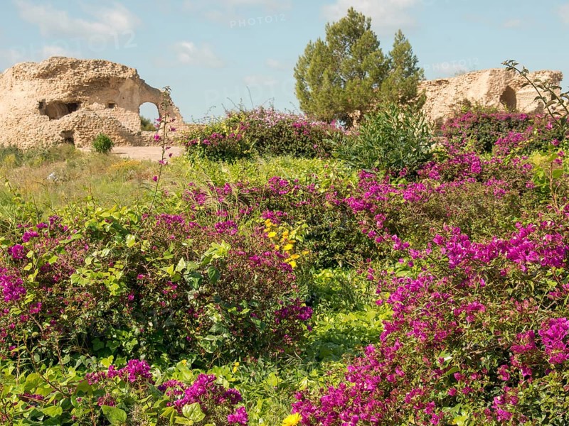 Purple flowering shrubs and green vegetation in front of historical ruins and trees, Purple flowers green plants in front of historical ruins and blue sky, Tunis, Tunisia, Africa