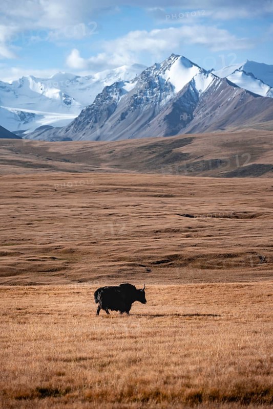 Glaciated and snow-covered mountains, yak on the plateau in autumnal mountain landscape with yellow grass, Tian Shan, Sky Mountains, Sary Jaz Valley, Kyrgyzstan, Asia