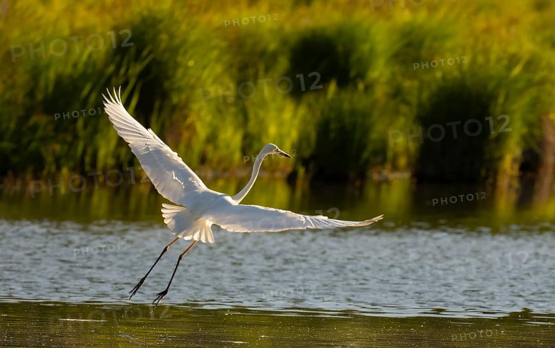 Great egret (Ardea alba), water, flight, Lower Austria