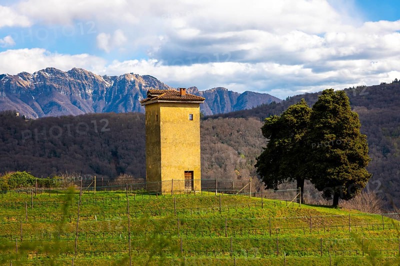 Tower and a Tree on Vineyard on Mountain Peak with Mountainscape in a Sunny Day in Collina di Oro in Lugano, Ticino, Switzerland, Europe