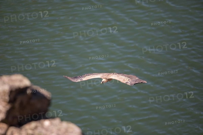 Griffon vulture (Gyps fulvus), Monfraguee National Park, Extremadura, Castilla La Mancha, Spain, Europe