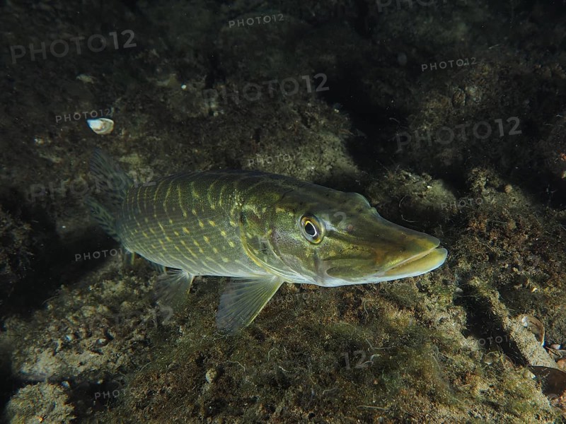 A single pike (Esox lucius) lurks in the dark at the bottom of an underwater habitat. Dive site Zollbruecke, Rheinau, Canton Zurich, Rhine, High Rhine, Switzerland, Germany, Europe