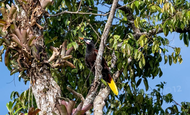 Montezuma's forehead bird (Gymnostinops montezuma) sitting on a branch, Tortuguero National Park, Costa Rica, Central America