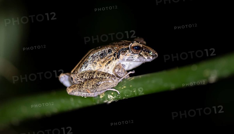 Fitzinger's dink frog (Craugastor fitzingeri) sitting on a stalk, at night, Tortuguero National Park, Costa Rica, Central America