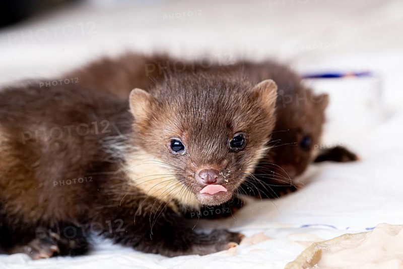 Beech marten (Martes foina), young animal cleaning itself with its tongue after eating in a wildlife sanctuary, North Rhine-Westphalia, Germany, Europe
