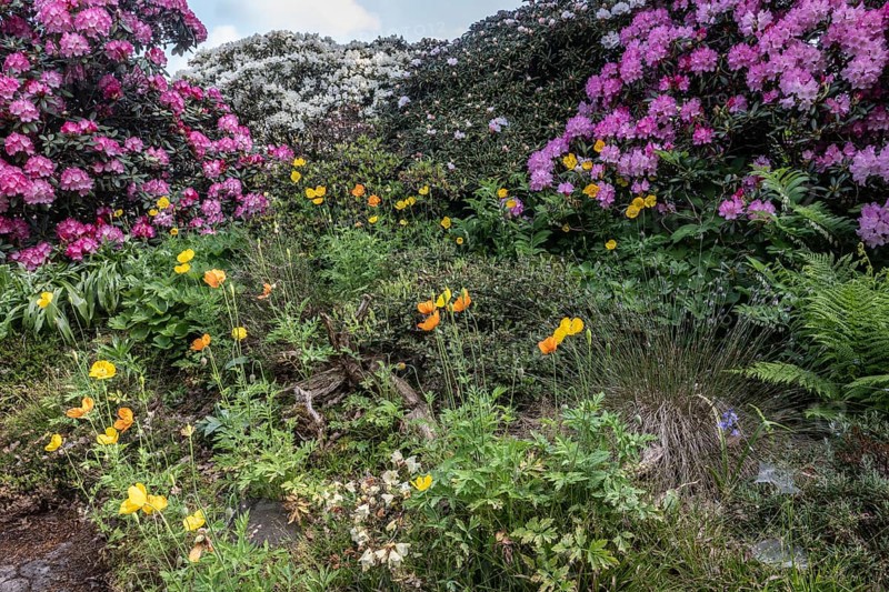 Welsh poppy (Meconopsis cambrica) in front of rhododendron, Emsland, Lower Saxony, Germany, Europe