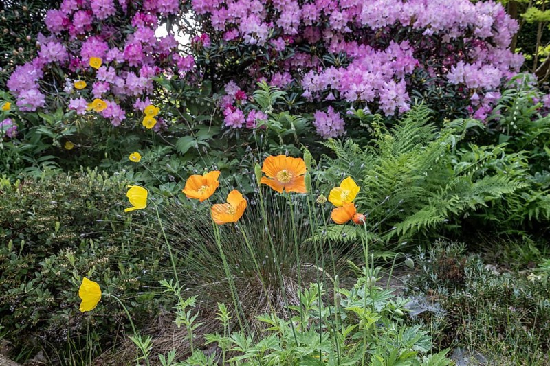 Welsh poppy (Meconopsis cambrica) in front of rhododendron, Emsland, Lower Saxony, Germany, Europe