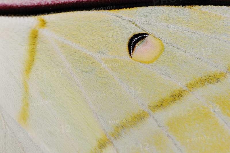 Indian luna moth (Actias selene), wing detail, captive, occurrence in Asia