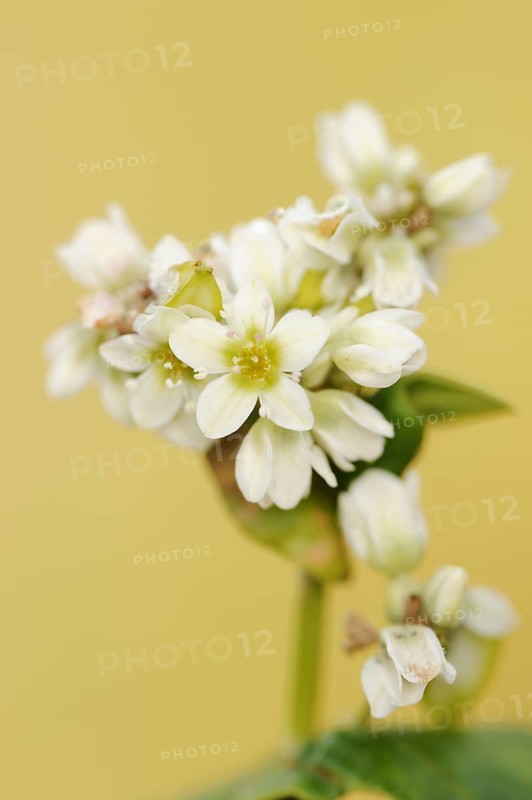 Common buckwheat or common buckwheat (Fagopyrum esculentum), flowers, North Rhine-Westphalia, Germany, Europe