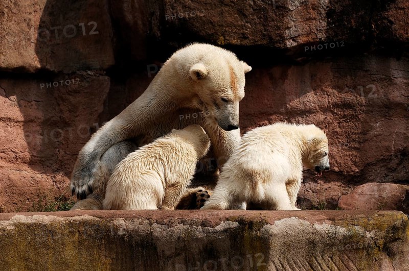 Polar bear mother with two young polar bears, Ursus maritimus, Nuremberg Zoo, Am Tiergarten 30, Nuremberg, Middle Franconia, Bavaria, Germany, Europe