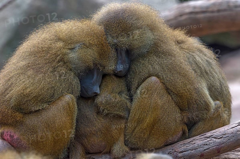 Guinea baboons, also known as sphinx baboons or guinea baboon (Papio papio), Nuremberg Zoo, Middle Franconia, Bavaria, Germany, Europe