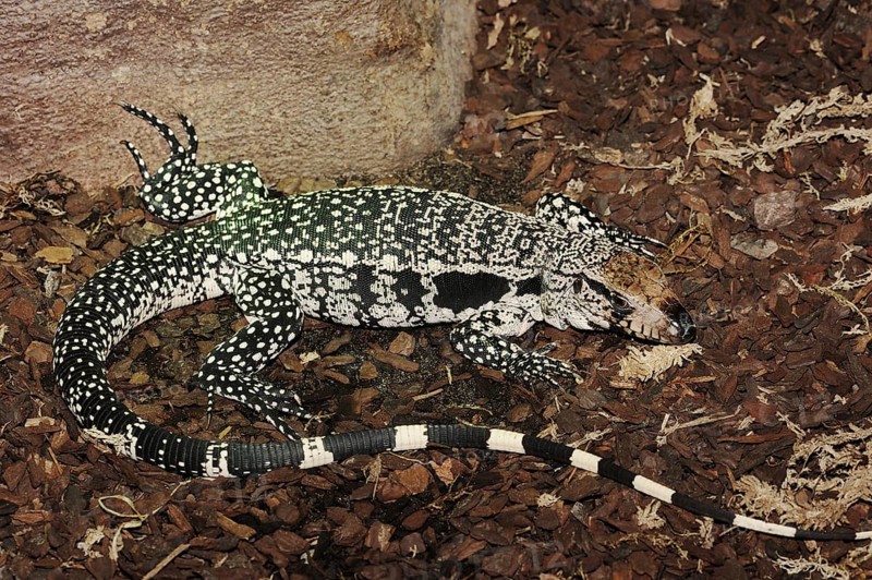 Argentine black and white tegu (Salvator merianae, Tupinambis merianae), captive, occurring in South America