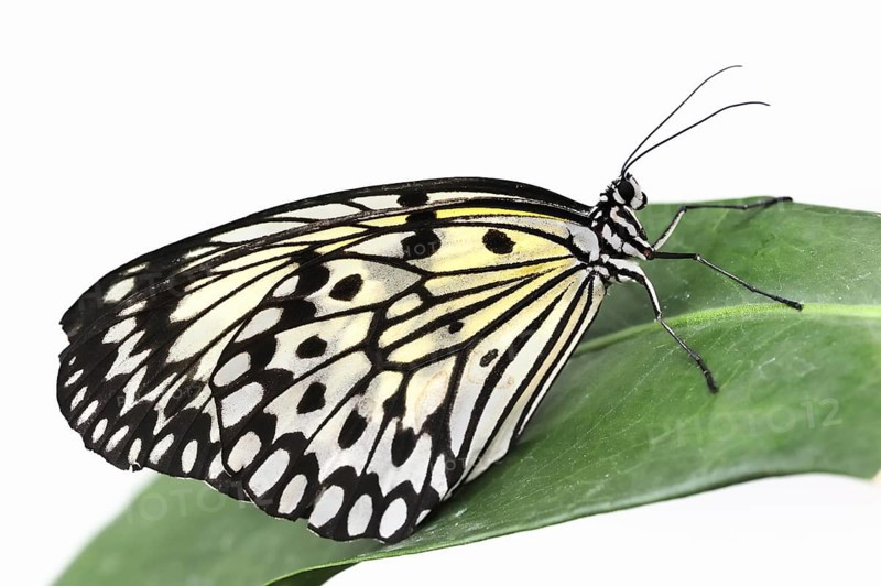 Paper kite (Idea leuconoe) against a white background, captive, occurring in Southeast Asia