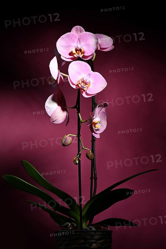 Pink orchid (Phalaenopsis) on dark purple background