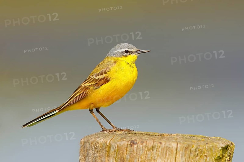 Western yellow wagtail (Motacilla flava) on a perch in Osterfeinermoor, pasture fence, wildlife, Duemmer, Huede, Lower Saxony, Germany, Europe
