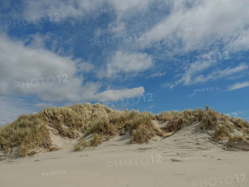 Sunny beach with sand dunes and reeds under a blue sky with clouds, dunes by the sea with clouds in the blue sky, nes, ameland, the netherlands