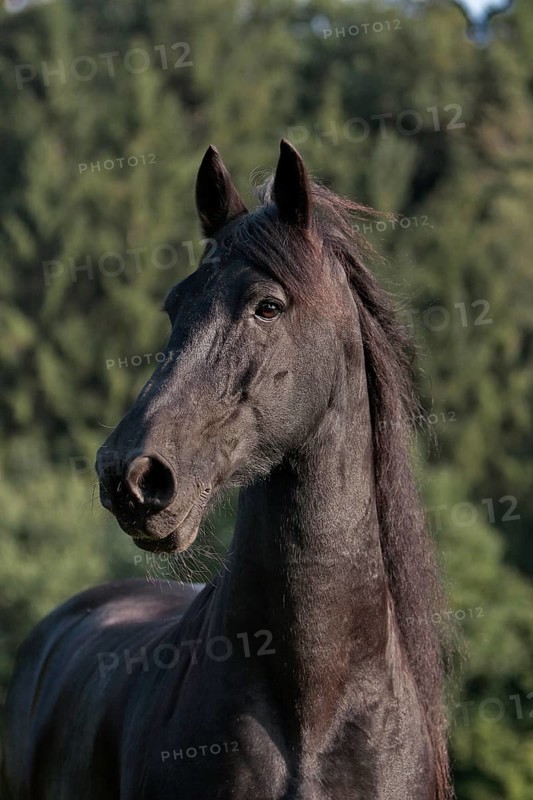 Friesian, Friesian horse