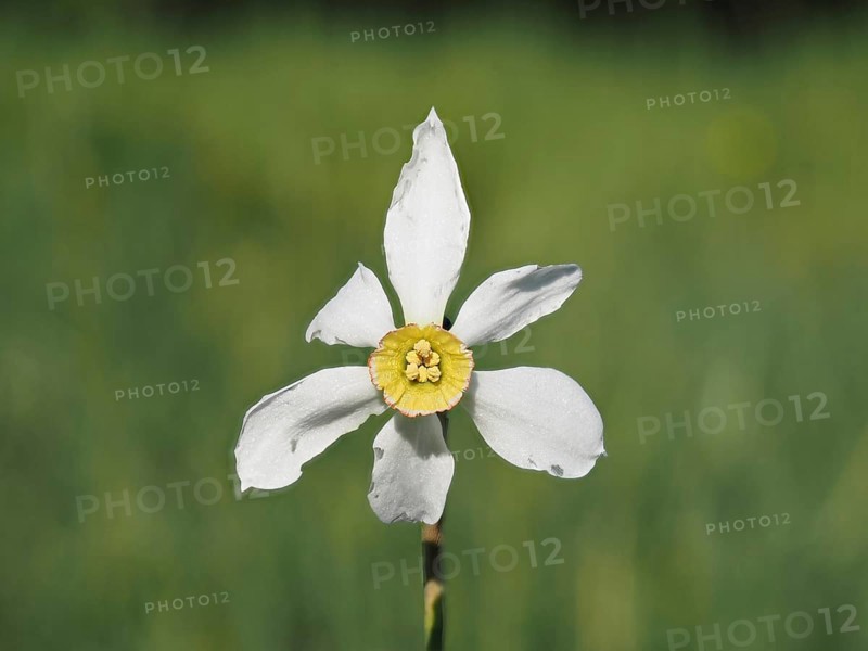 Star narcissus (Narcissus radiiflorus), near Irdning, Ennstal, Styria, Austria, Europe