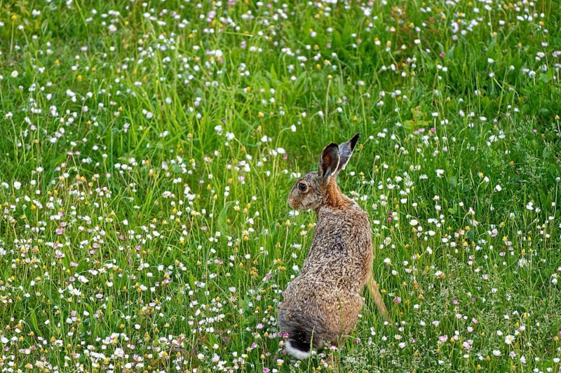 A brown hare (Lepus europaeus) seen from behind sitting in a flowering meadow surrounded by grass and wildflowers, Wismar, Muehlenteich, Mecklenburg-Vorpommern, Germany, Europe