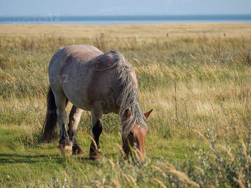 Grey-beige horse with lowered head, grazing in a meadow in summer near a sea, horses on salt meadow by the sea with blue sky, equidae, Juist, Germany, Europe