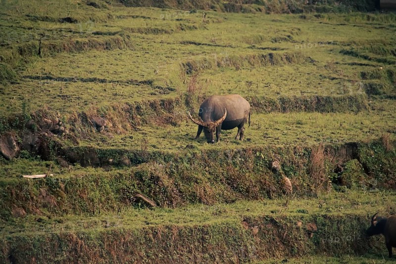 A water buffalo grazing peacefully in the terraced rice field in the rural countryside in Lao Cai Village in Sa pa, Vietnam, Asia