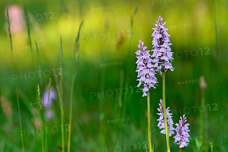 Moorland spotted orchid (Dactylorhiza maculata), flowering wild orchid, Lower Rhine, North Rhine-Westphalia, Germany, Europe