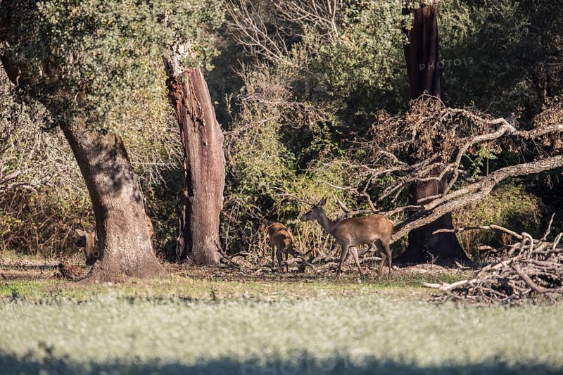 Red deer (Cervidae), Monfraguee National Park, Extremadura, Castilla La Mancha, Spain, Europe