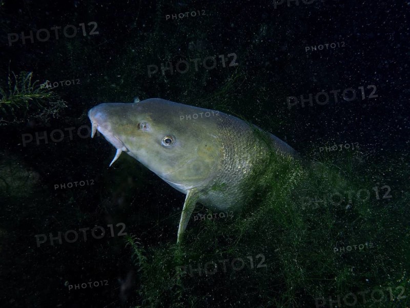 A barbel (Barbus barbus) hides between aquatic plants at night. Dive site Klosterinsel, Rheinau, Canton Zurich, Rhine, High Rhine, Switzerland, Germany, Europe
