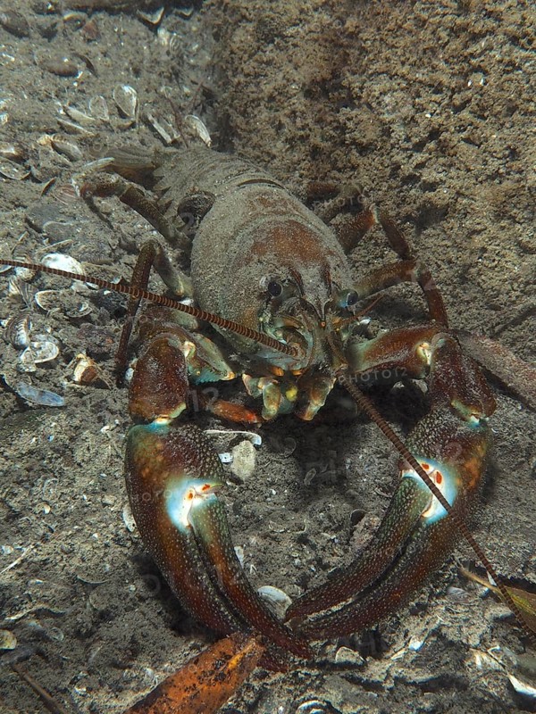 A signal crayfish (Pacifastacus leniusculus), American crayfish, invasive species, searches the sandy substrate for food. Terlinden dive site, Kuesnacht, Lake Zurich, Canton Zurich, Switzerland, Europe