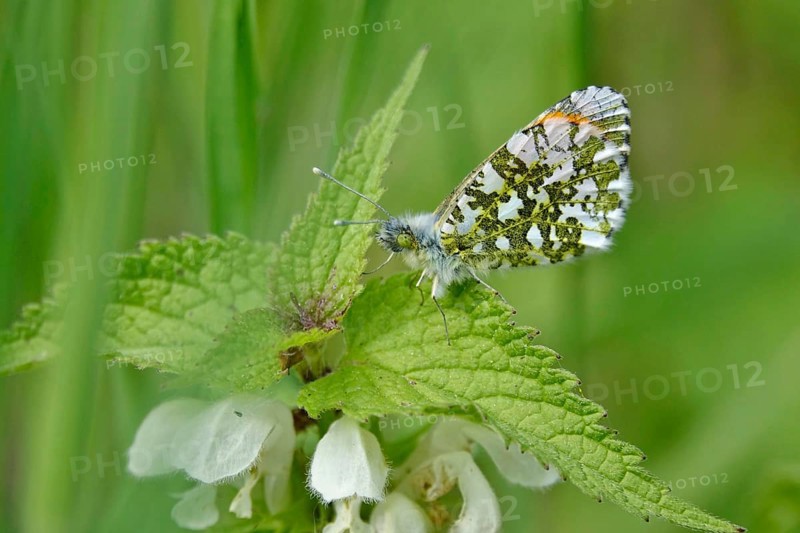 Orange tip (Anthocharis cardamines), May, Saxony, Germany, Europe