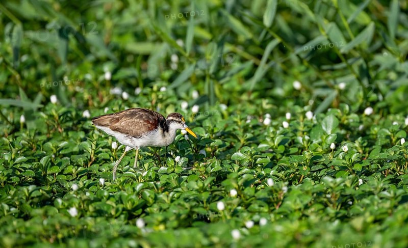 Northern jacana (Jacana spinosa), female between flowering floating plants in the water, Tortuguero National Park, Costa Rica, Central America