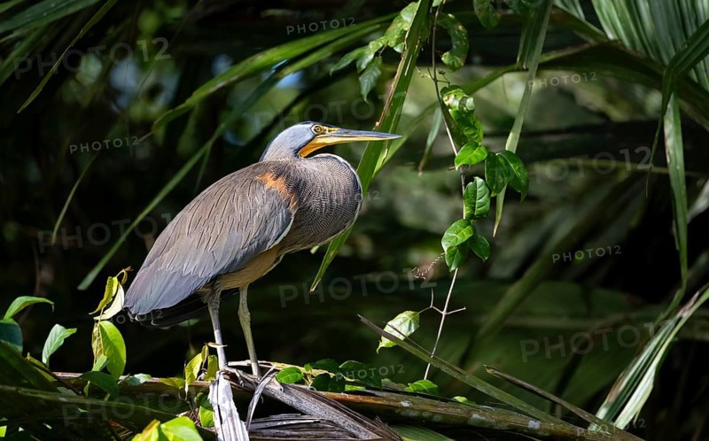 Bare-throated tiger heron (Tigrisoma mexicanum) sitting on a branch, Tortuguero National Park, Costa Rica, Central America