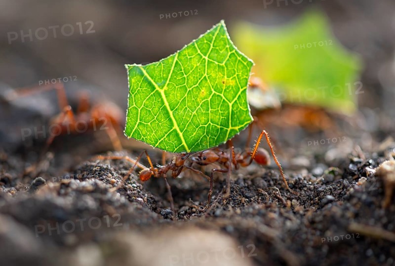 Leaf-cutter ants (Atta cephalotes) carrying a piece of leaf, rainforest, Tortuguero National Park, Costa Rica, Central America