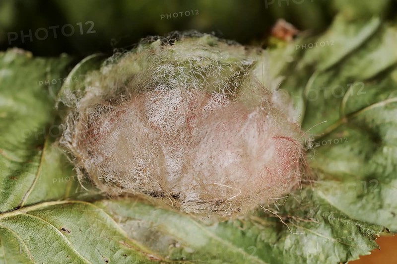 Pale tussock (Calliteara pudibunda), cocoon, North Rhine-Westphalia, Germany, Europe