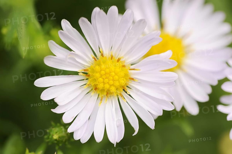 Smooth-leaved aster or Symphyotrichum novi-belgii (Aster novi-belgii, Symphyotrichum novi-belgii), flower, ornamental plant, North Rhine-Westphalia, Germany, Europe