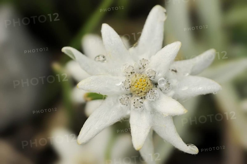 Alpine edelweiss (Leontopodium alpinum), flower, Germany, Europe