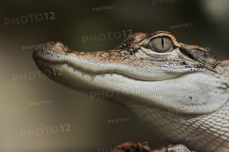 Mississippi alligator or american alligator (Alligator mississippiensis), juvenile, portrait, Florida, USA, North America
