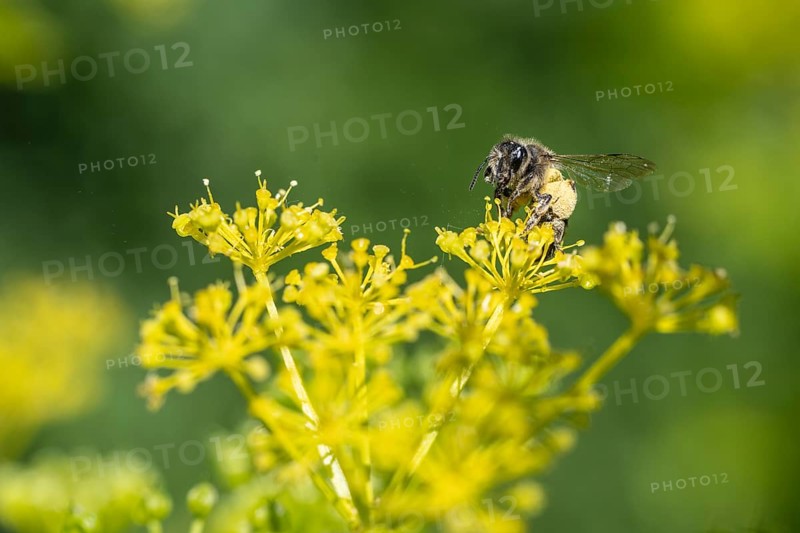 Honey bee (Apis mellifera) a Yellow umbel (Smyrnium perfoliatum), Emsland, Lower Saxony, Germany, Europe