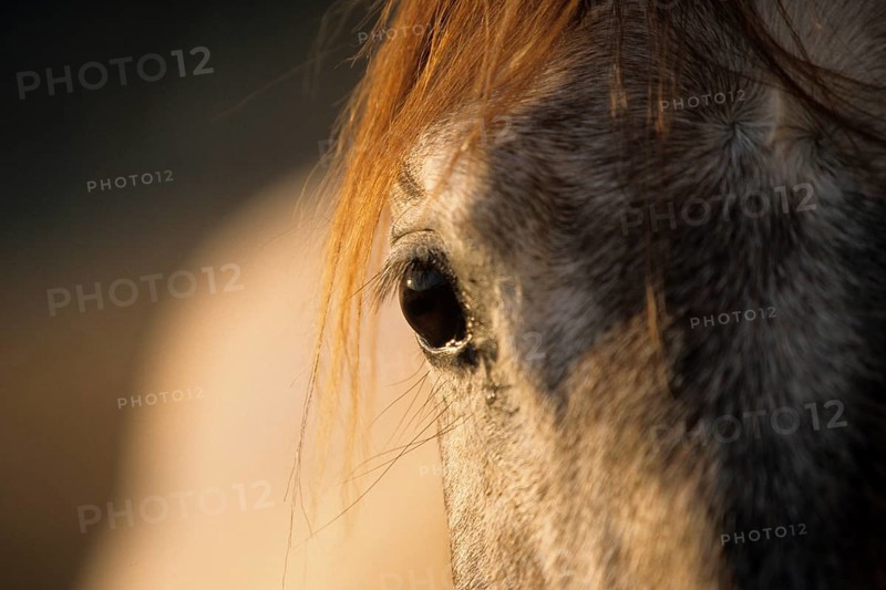 Andalusian, Andalusian horse, Antequera, Andalusia, Spain, eye, Europe