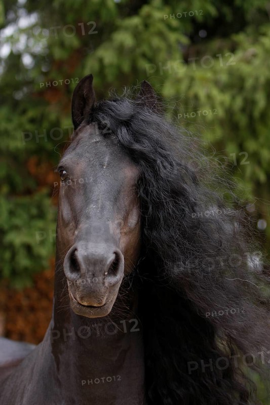 Friesian, Friesian horse