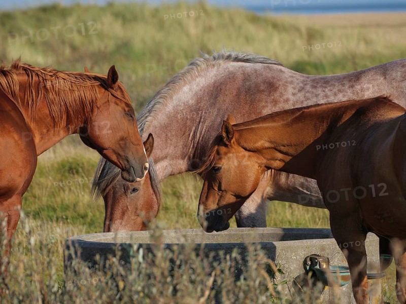 Three horses drinking at a trough in the middle of a meadow, horses on a salt marsh by the sea under a blue sky, equidae, Juist, Germany, Europe