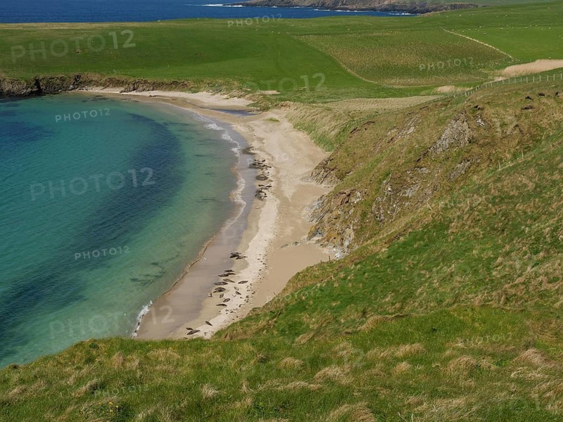 Steep cliffs and a narrow sandy beach surrounded by green grassland and blue water under a clear sky, golden beach with green meadows on a deep blue sea with blue sky, lerwick, shetland, Scotland, United Kingdom, Europe