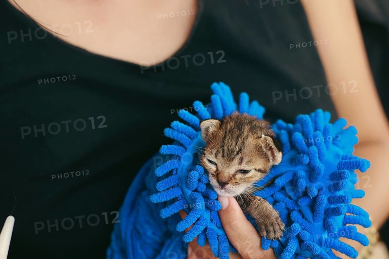 A small rescued kitten is wrapped in a warm blue towel and cradled in the hand of a volunteer at an animal shelter