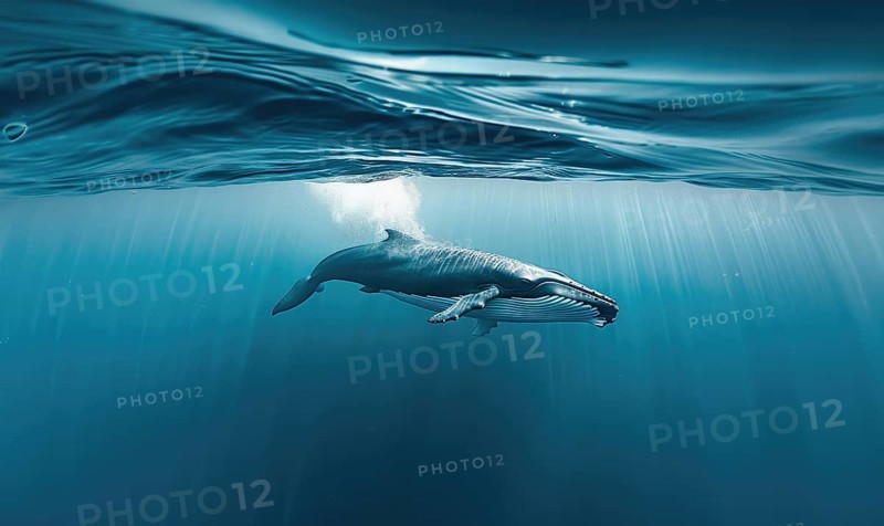 An underwater view of a blue whale AI generated